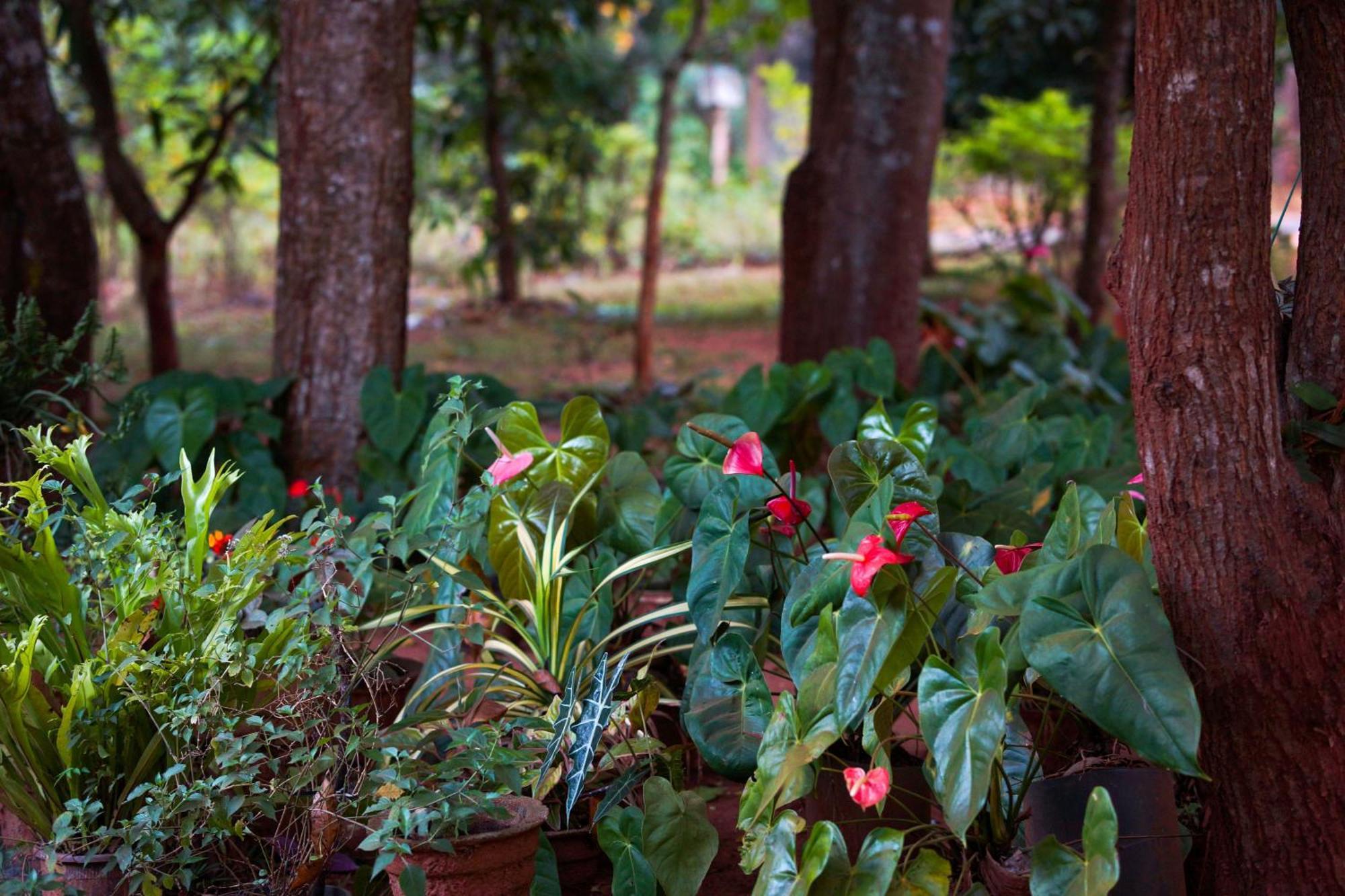 Senu Homestay Sigiriya Eksteriør billede