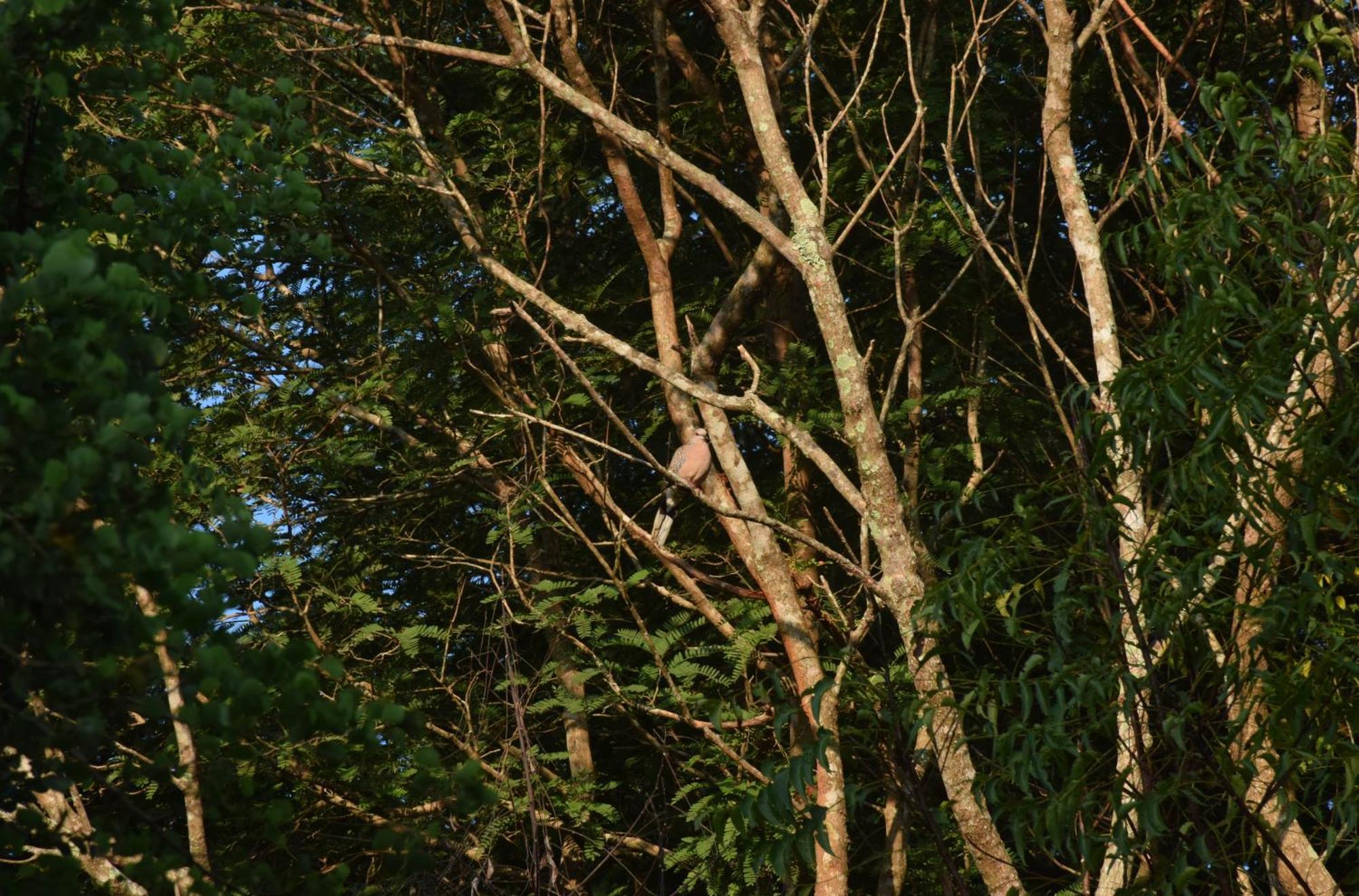 Senu Homestay Sigiriya Eksteriør billede